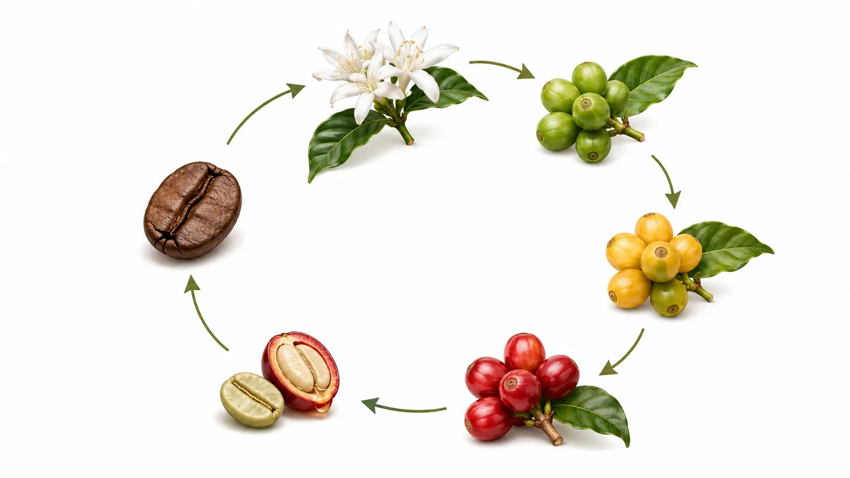coffee bean plant