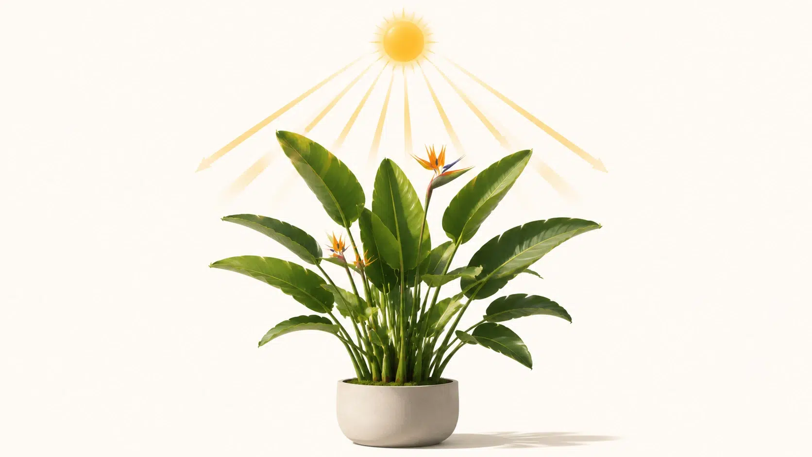 do bird of paradise like full sun