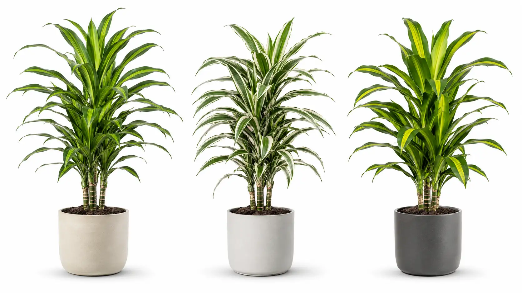 dracaena deremensis plant