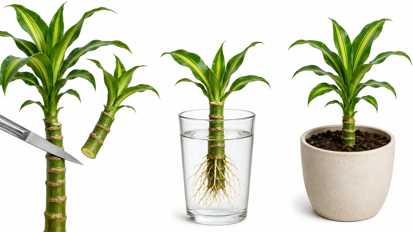 dracaena deremensis plant