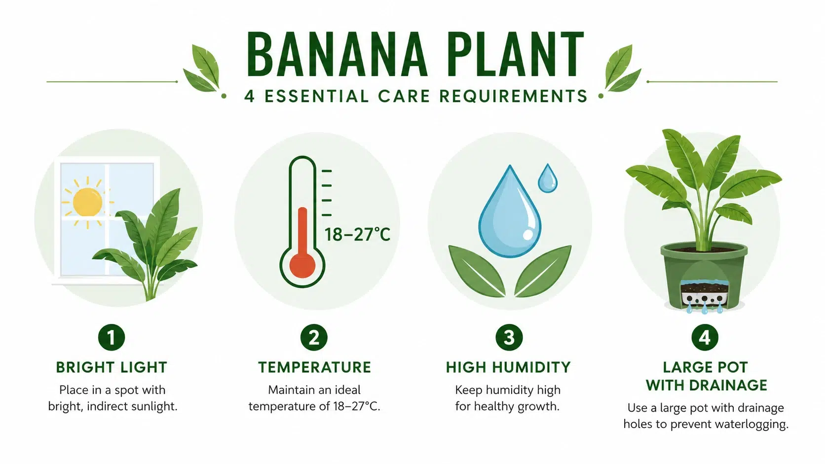how to care for a banana plant