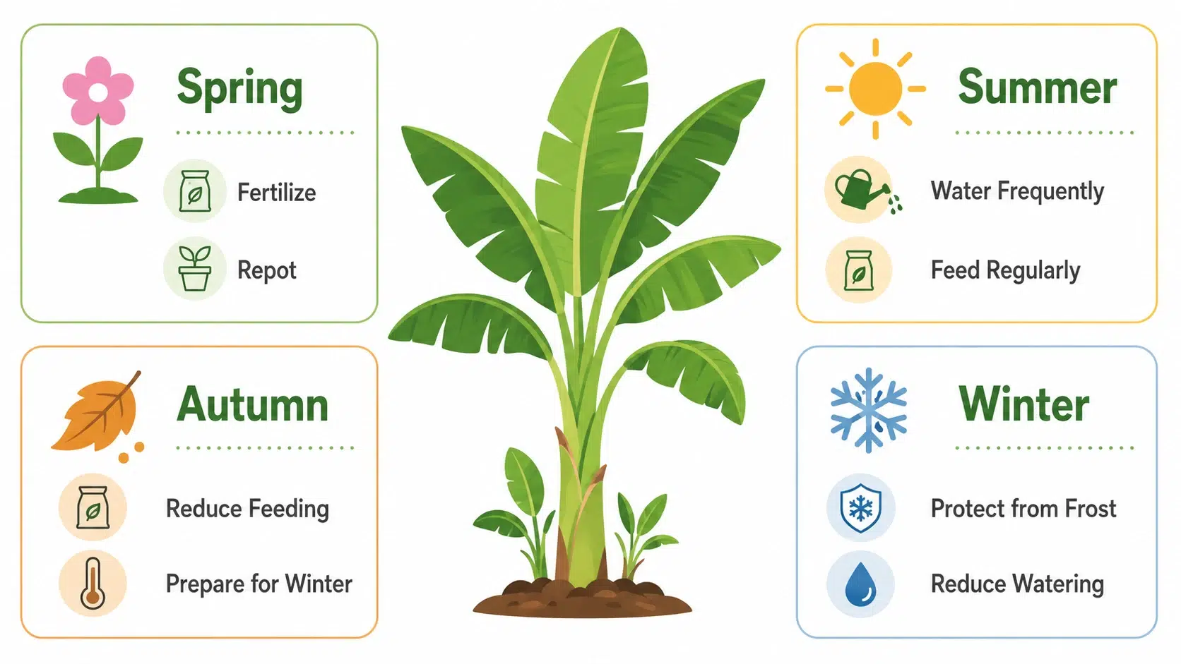 how to care for a banana plant