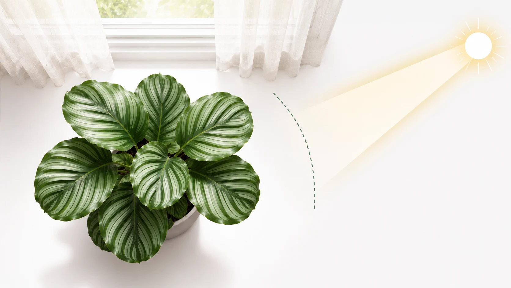 how to care for calathea orbifolia