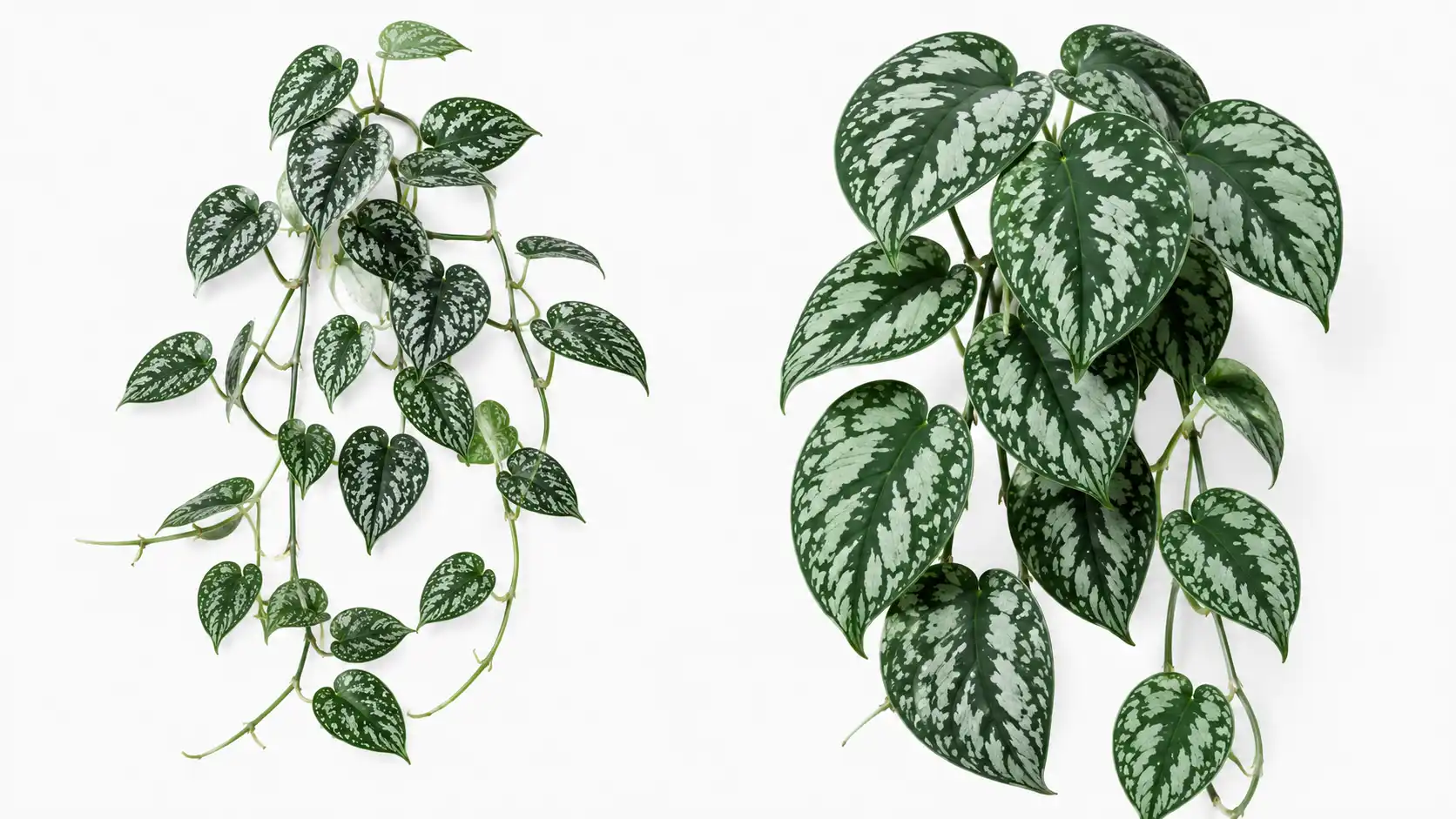how to care for scindapsus pictus