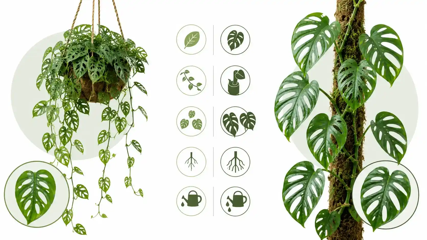 monstera adansonii hanging or climbing