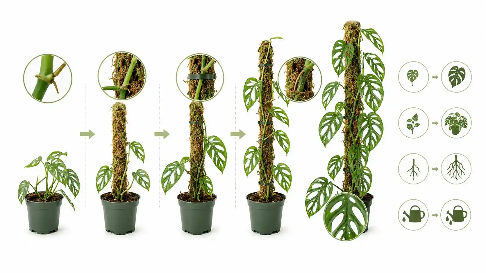 monstera adansonii hanging or climbing