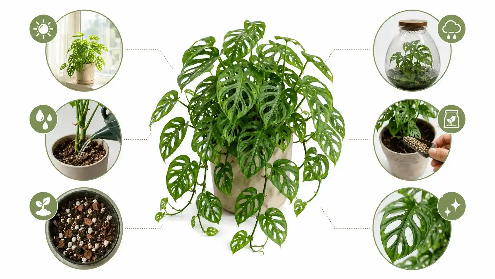 monstera adansonii hanging or climbing