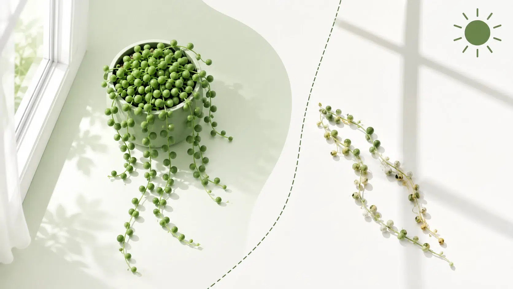 senecio rowleyanus care
