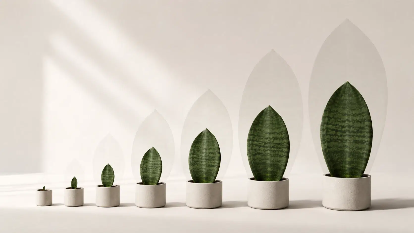whale fin snake plant