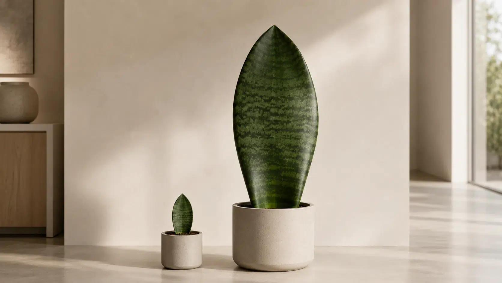 whale fin snake plant