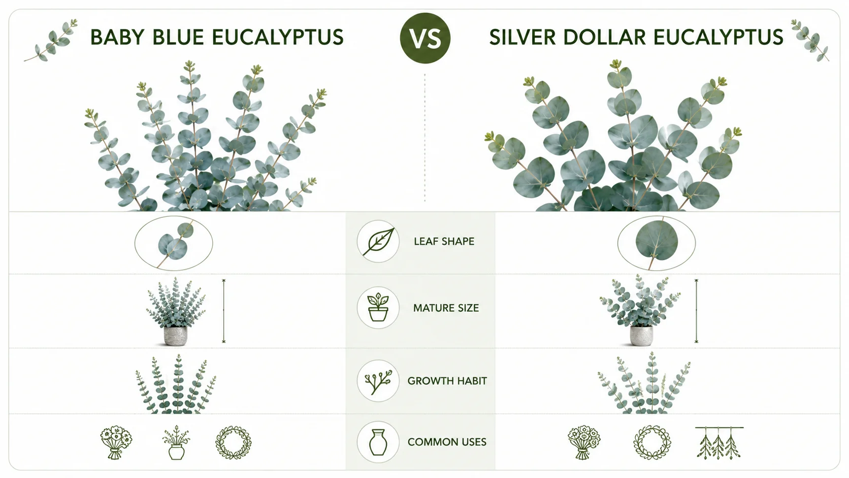 baby blue eucalyptus plant