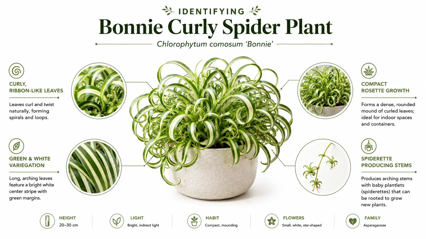 bonnie curly spider plant