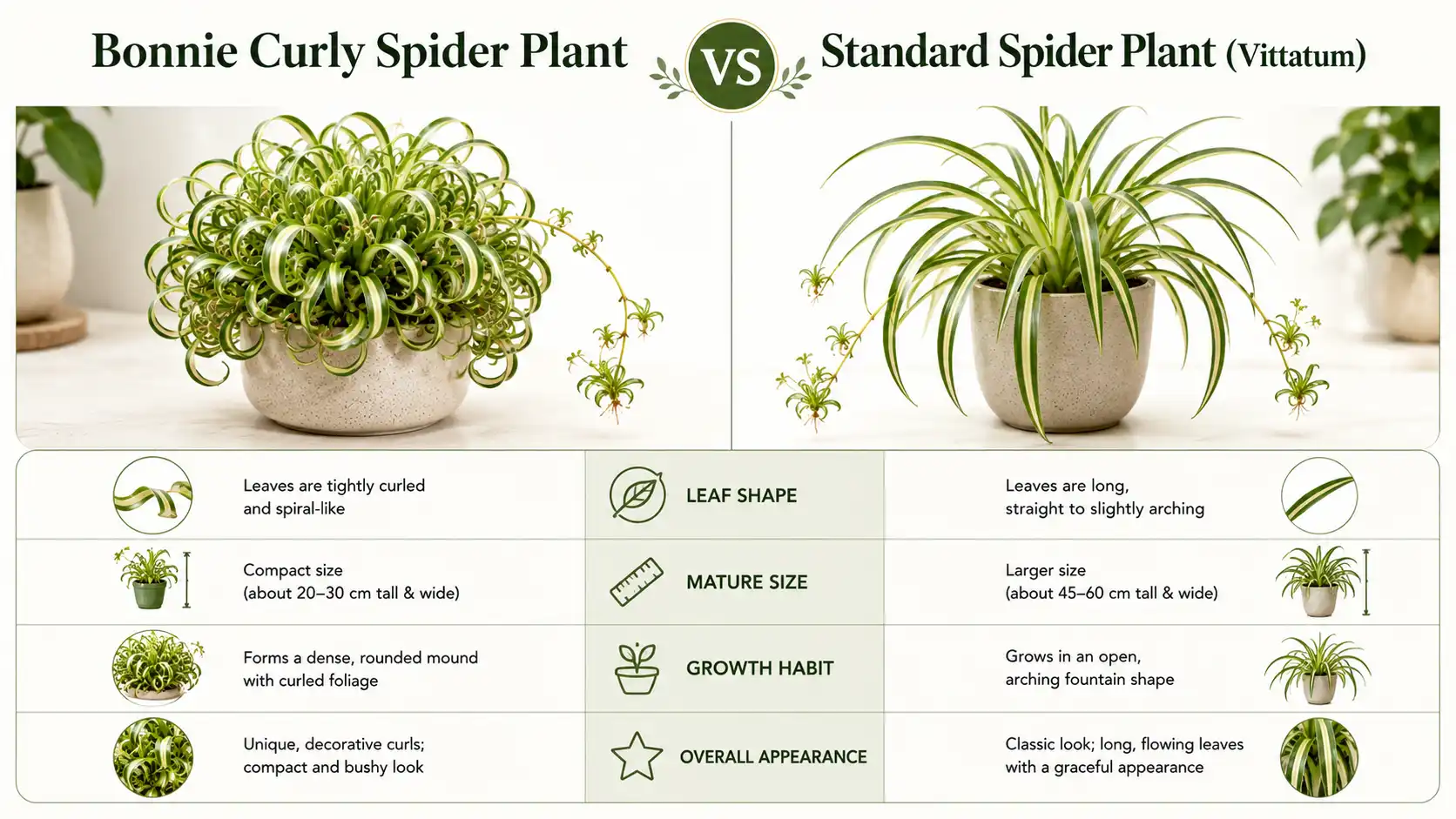 bonnie curly spider plant