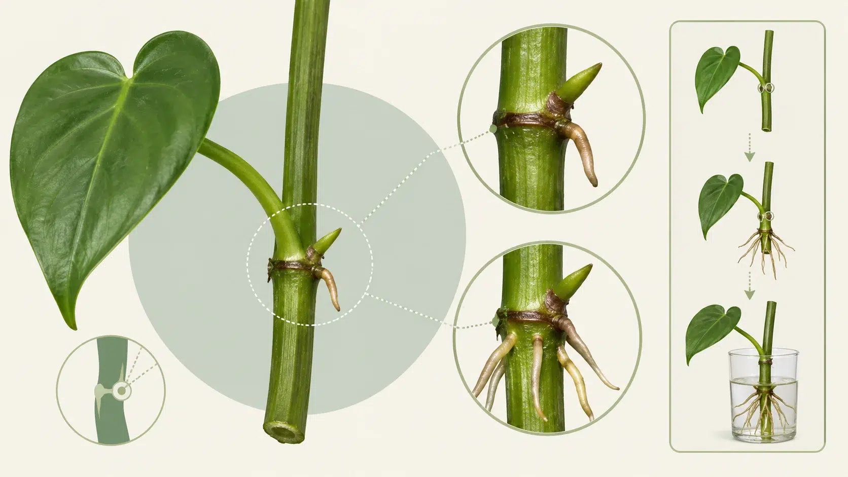 heartleaf philodendron propagation