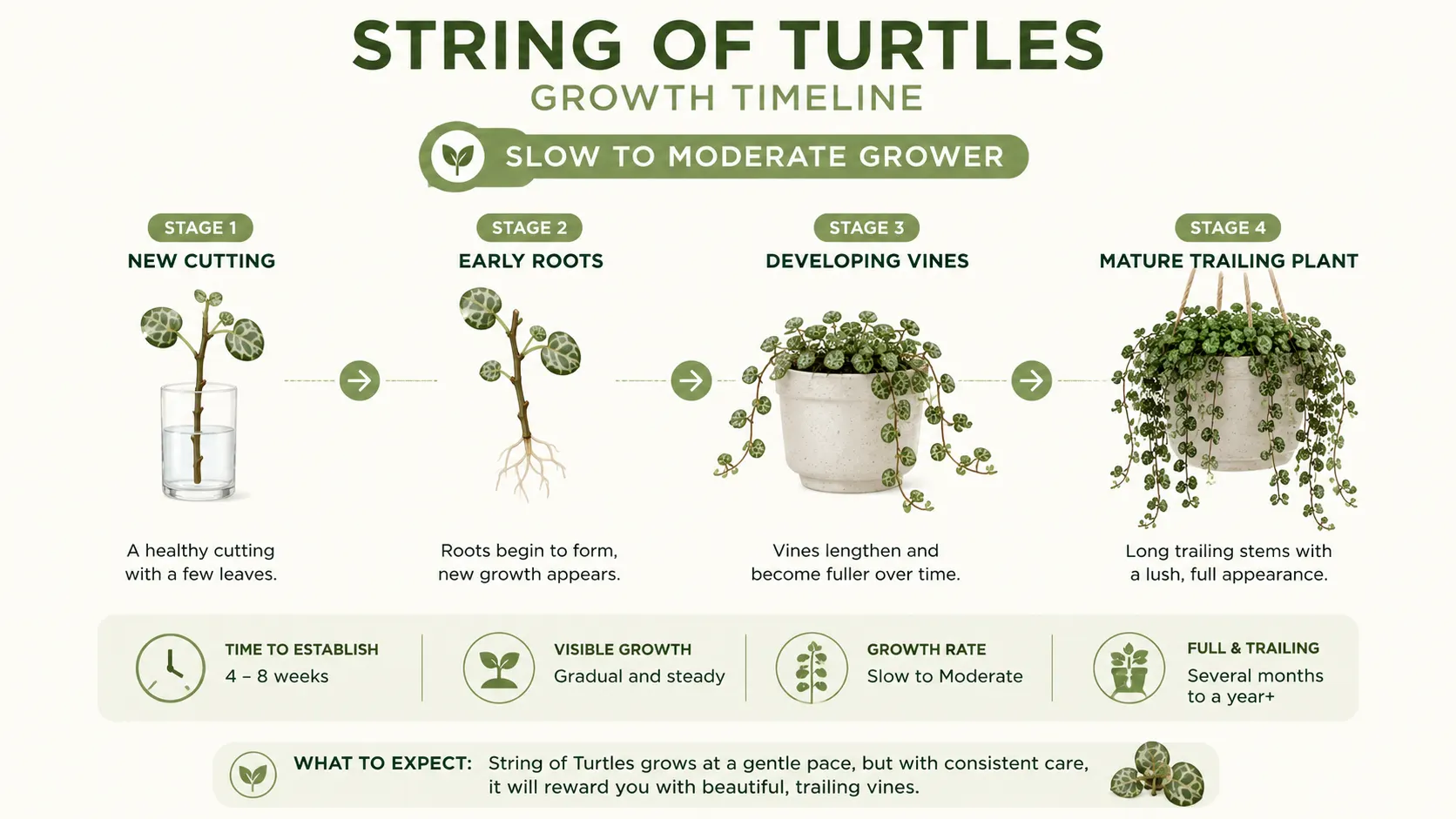 how fast do string of turtles grow