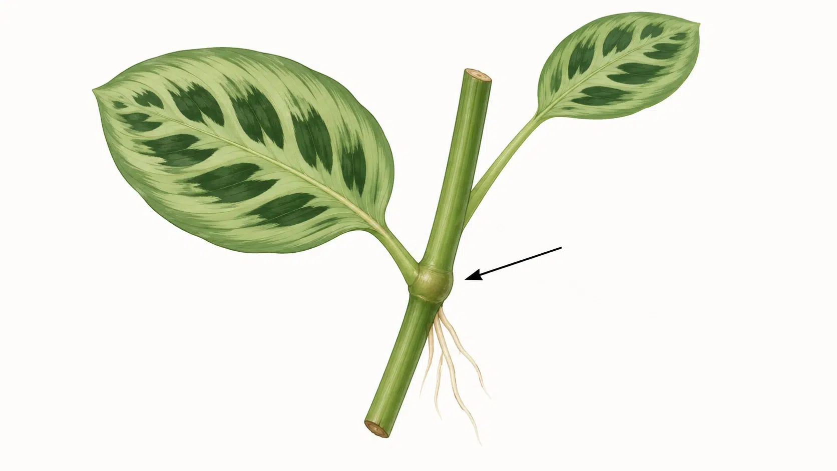 how to propagate a prayer plant