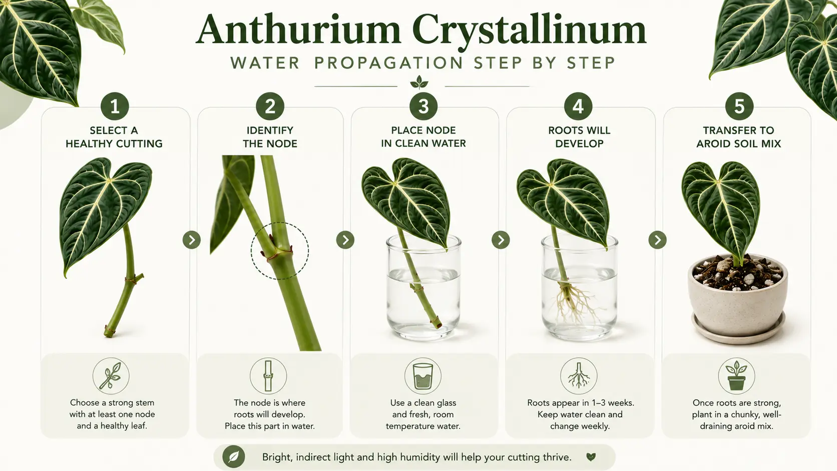 how to propagate anthurium crystallinum