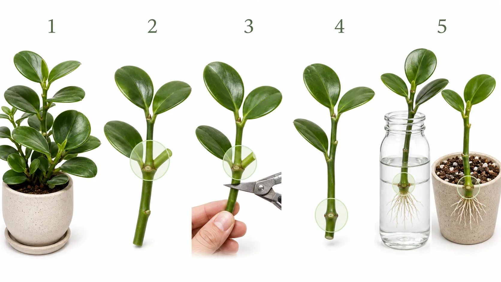 how to propagate peperomia obtusifolia