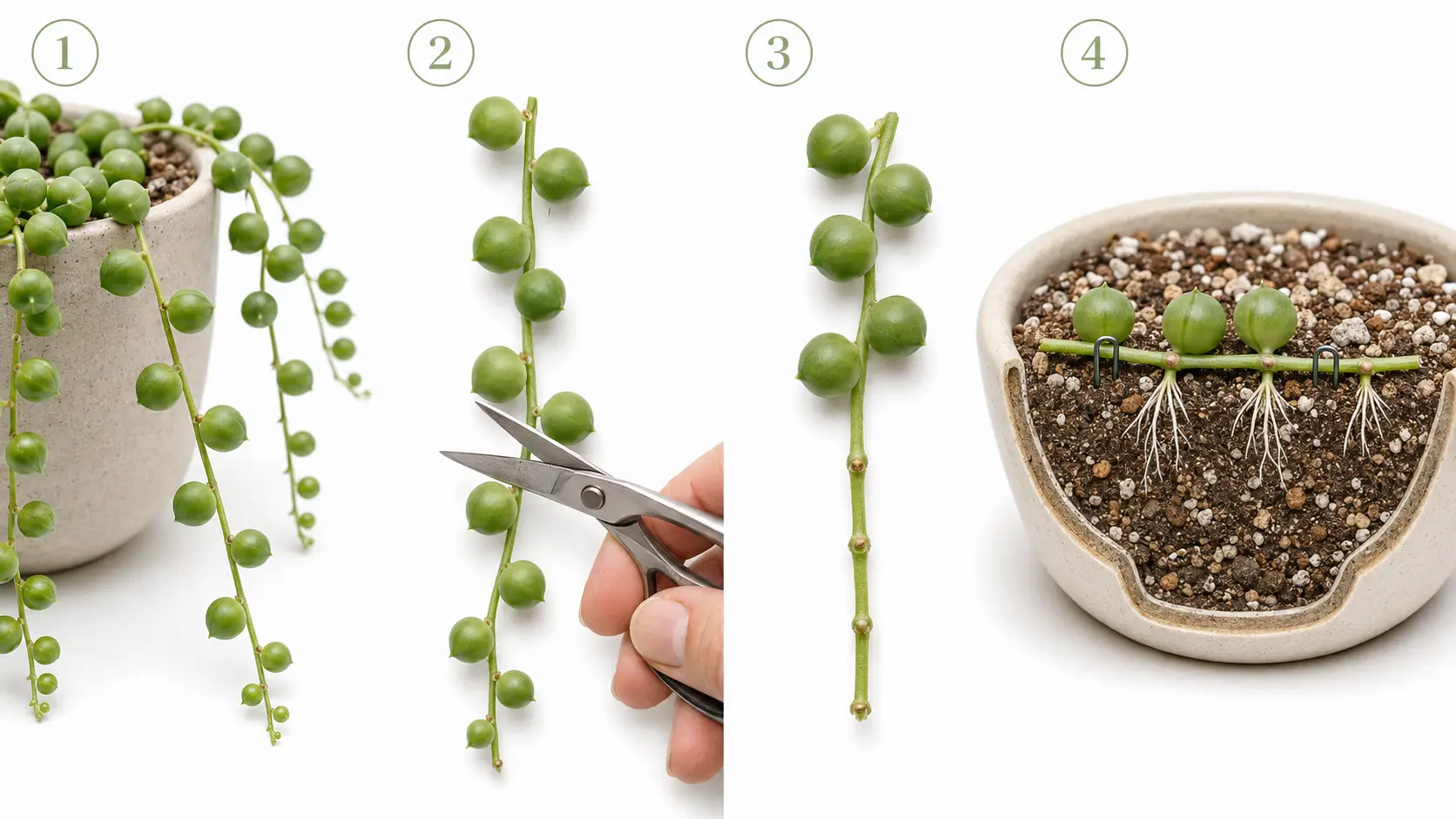 how to propagate string of pearls