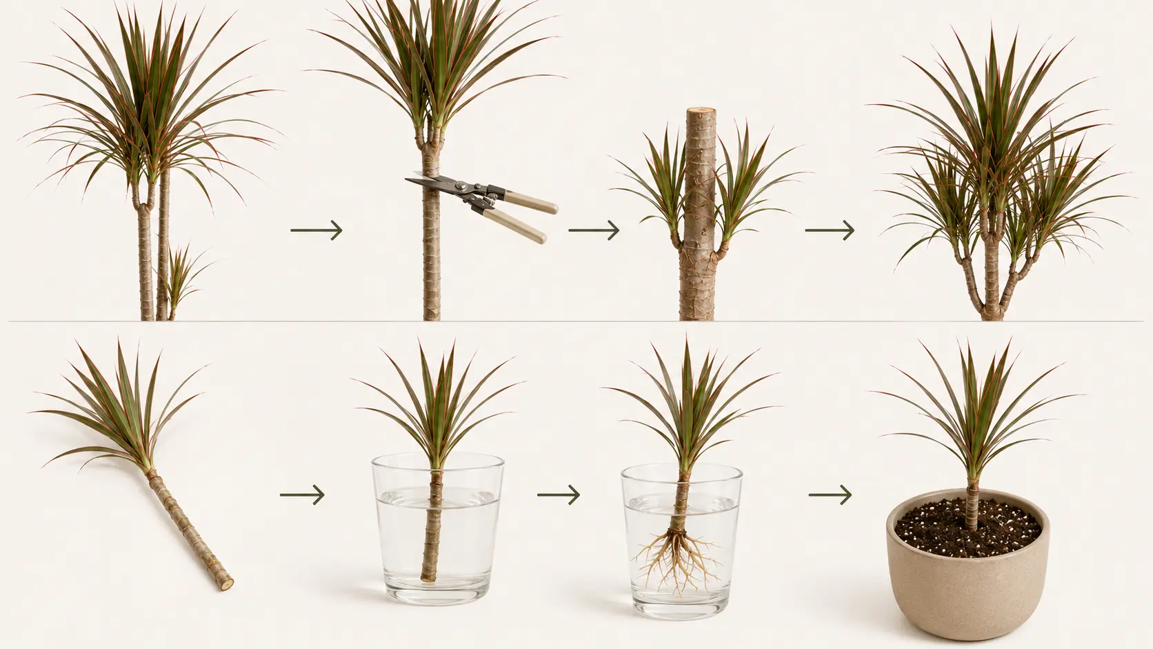 madagascar dragon tree care