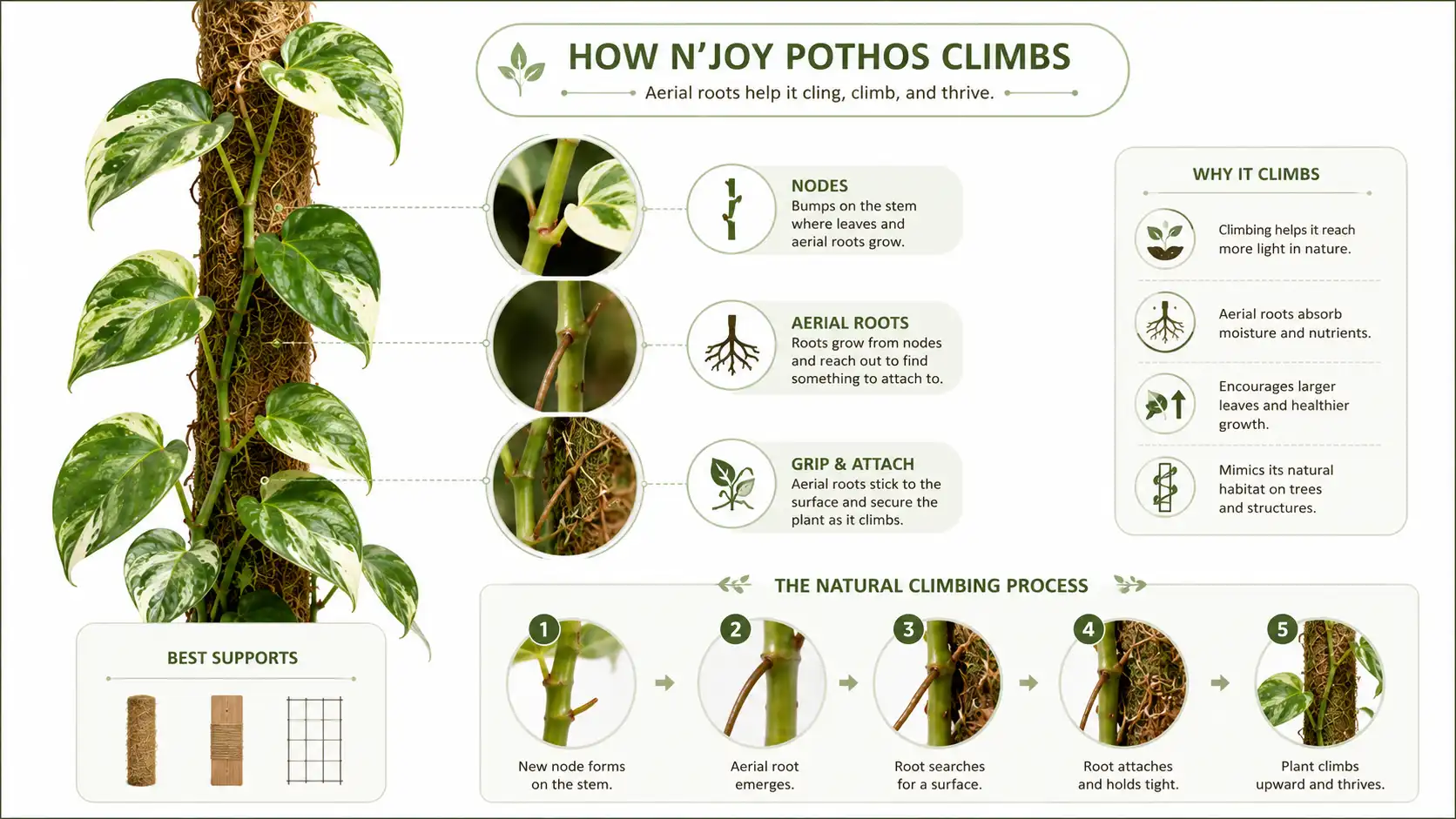 njoy pothos climbing