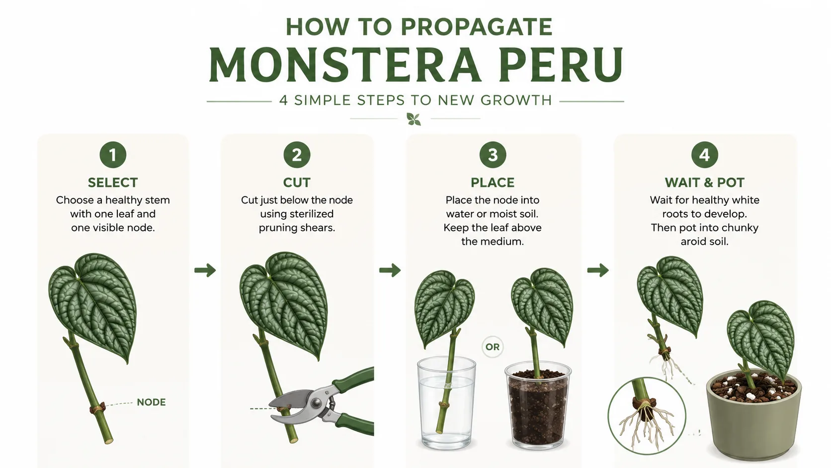propagate monstera peru