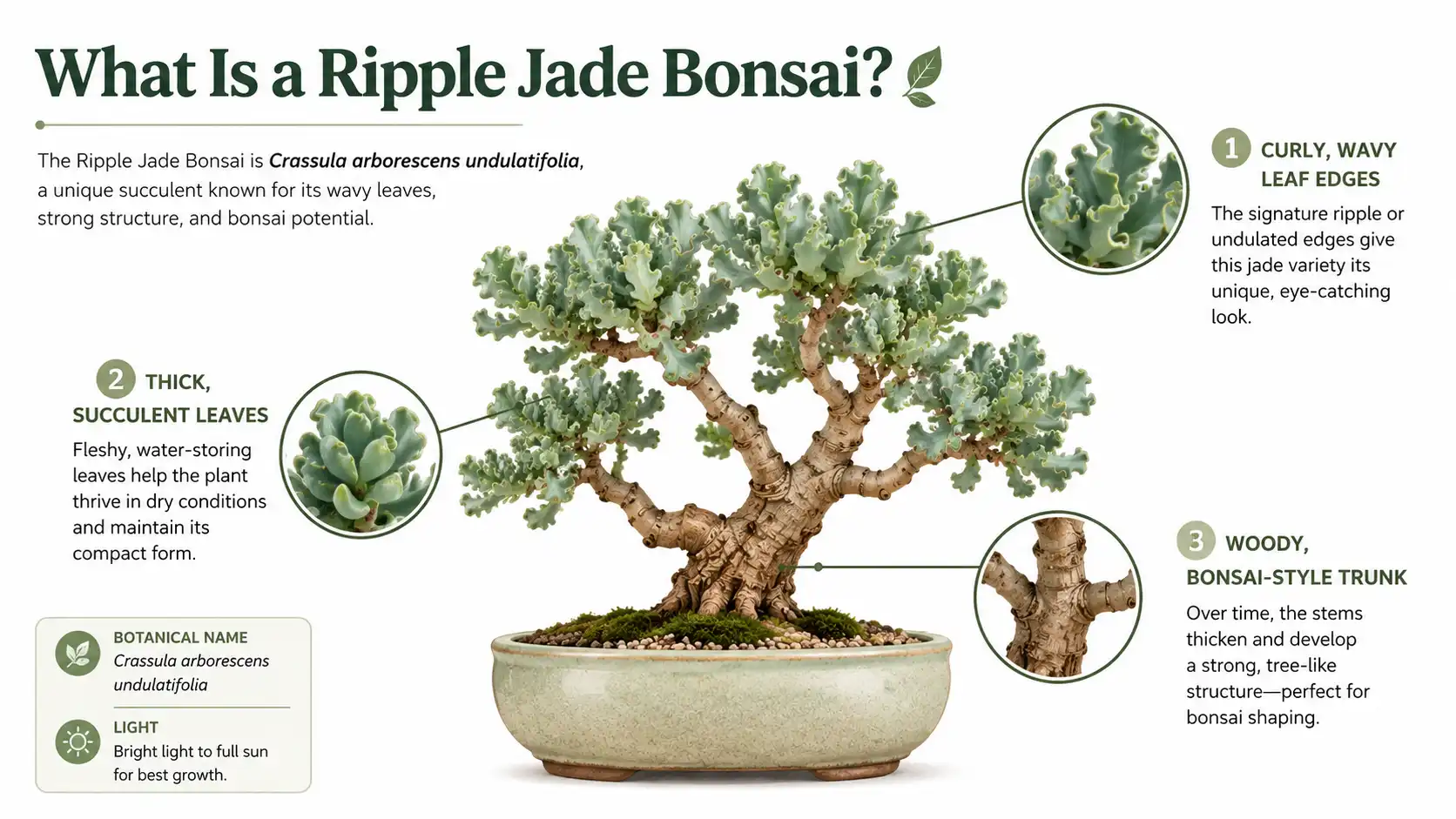 ripple jade bonsai