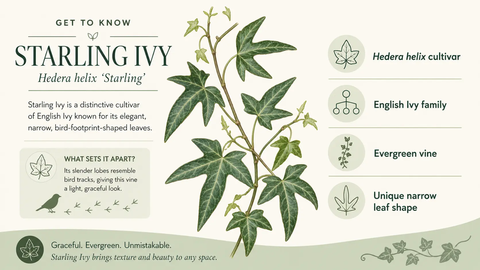 starling ivy care
