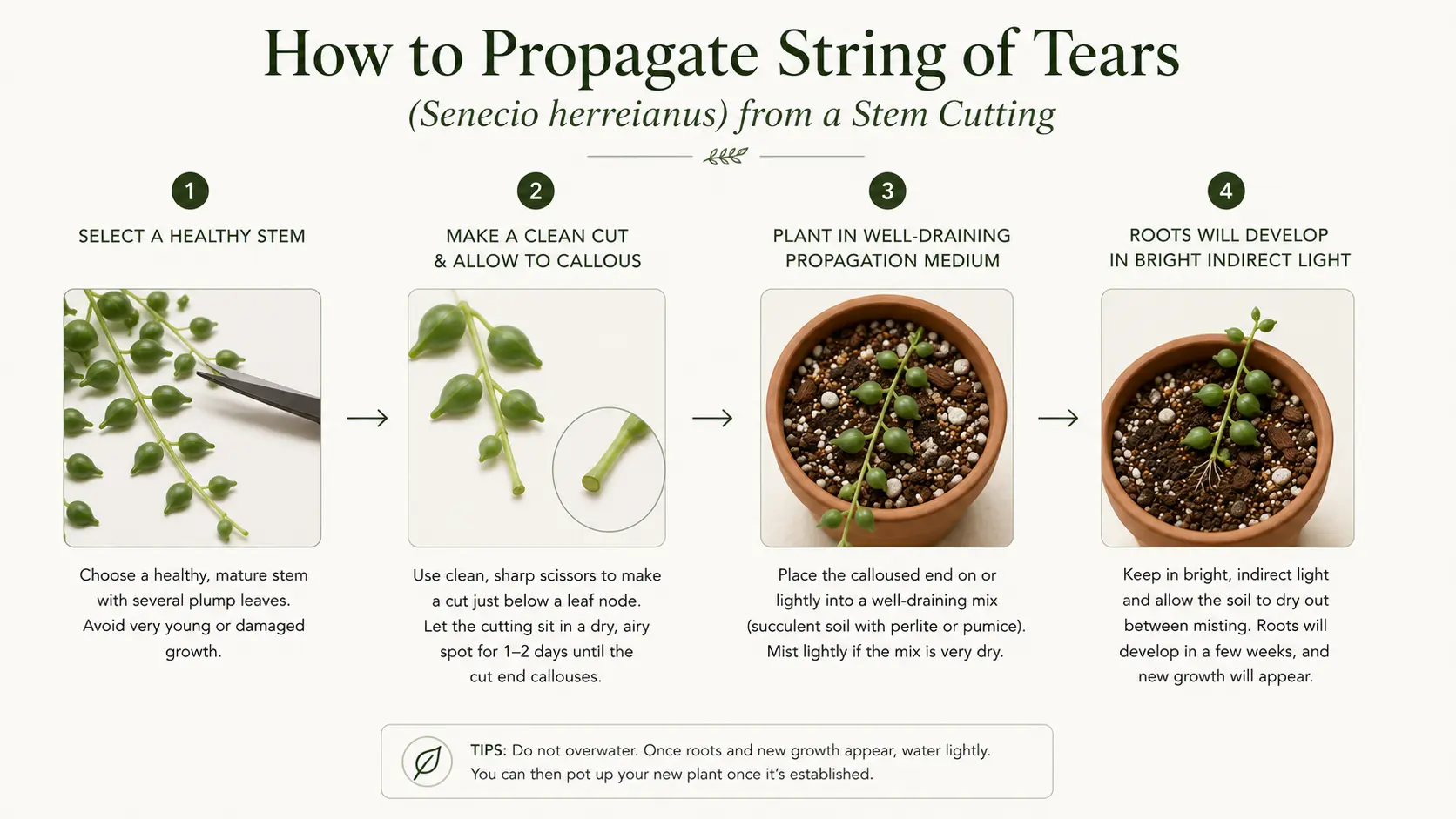string of tears plant care
