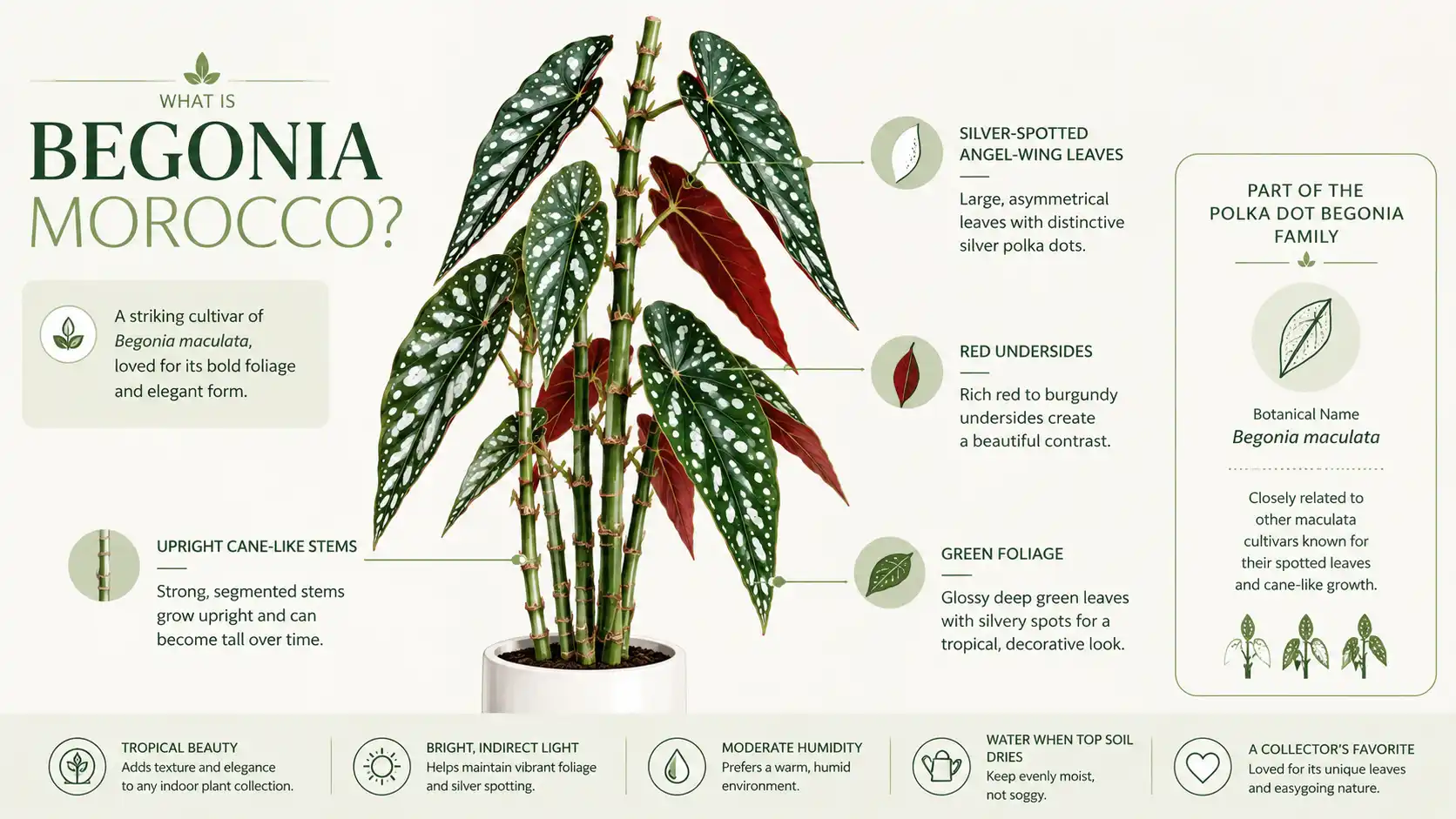 begonia morocco