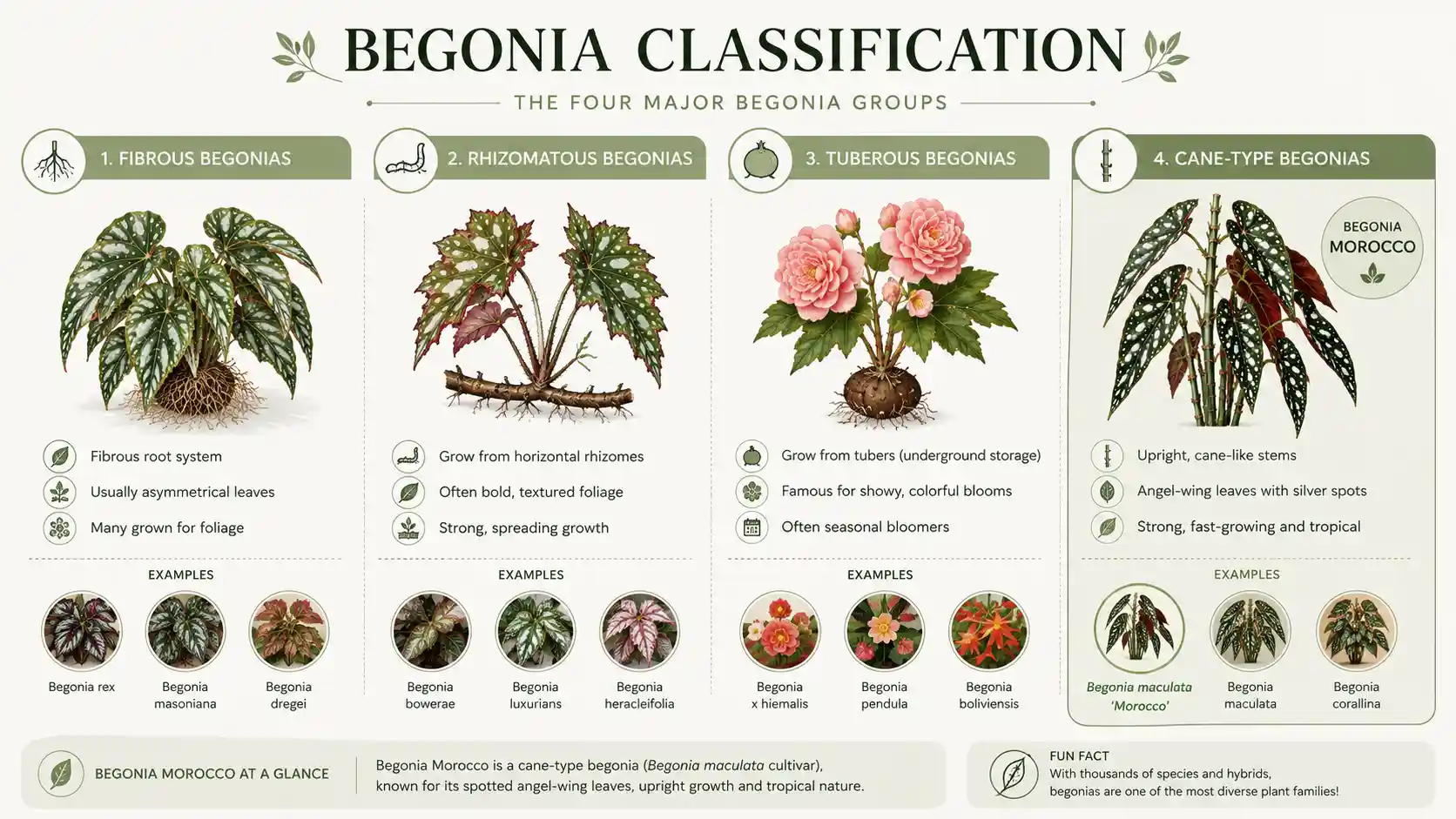 begonia morocco