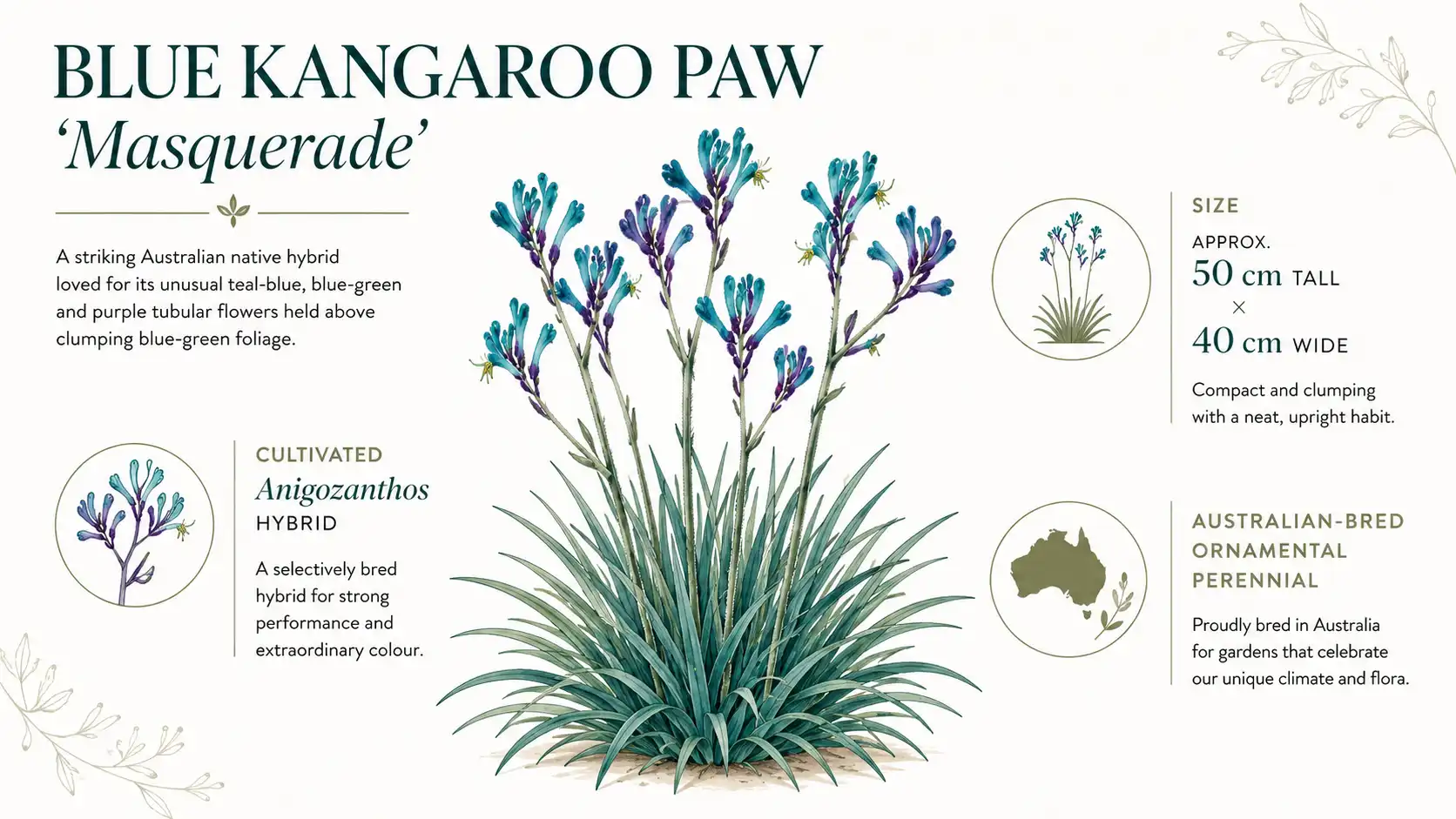 blue kangaroo paw