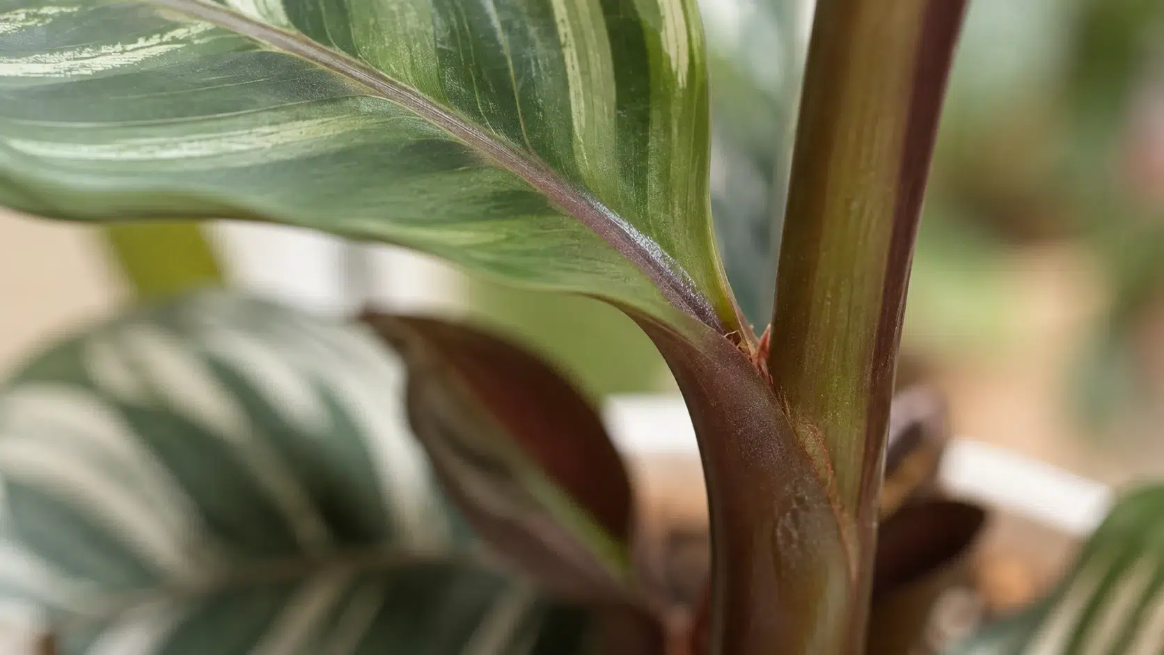 calathea and maranta