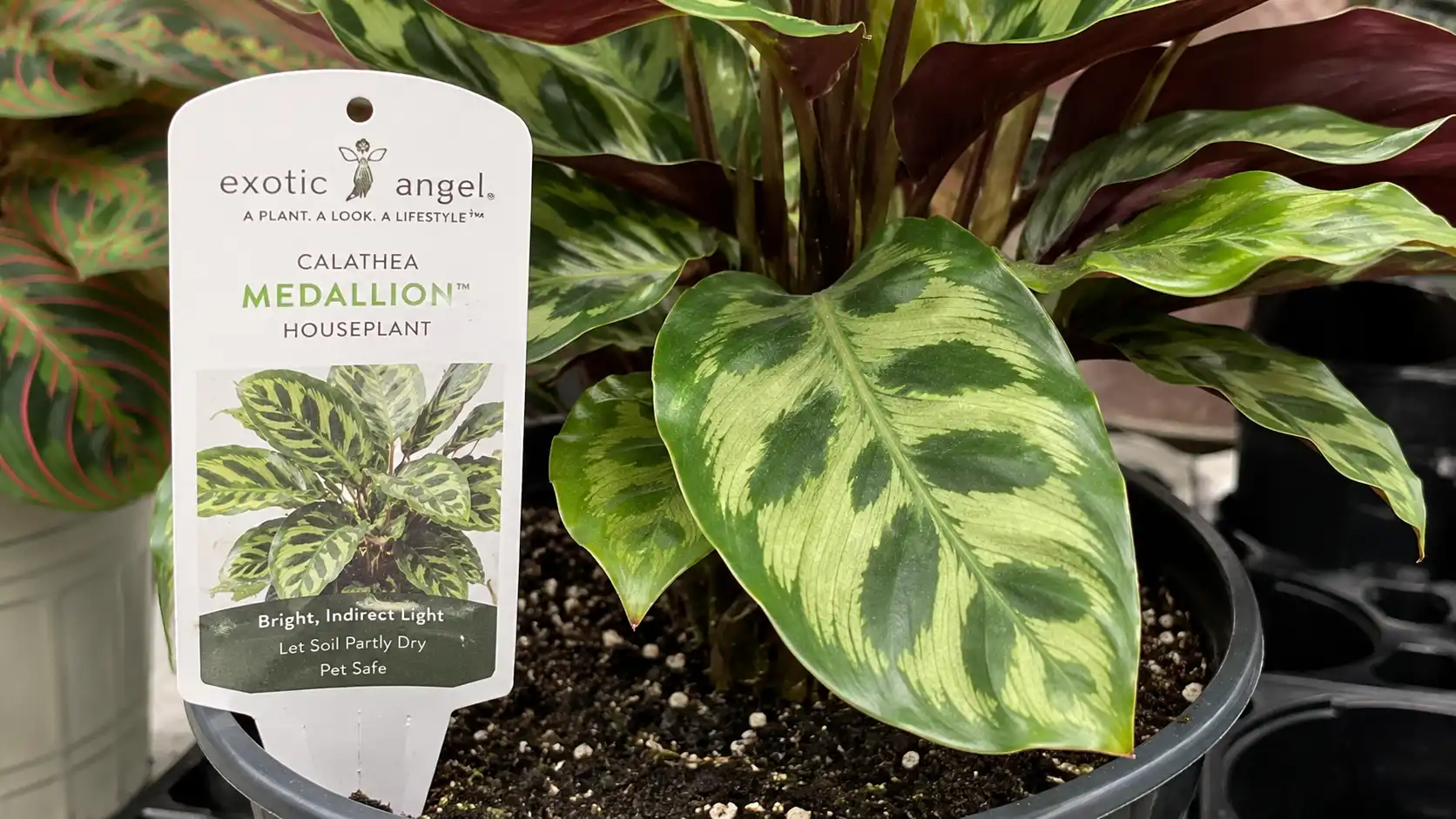 calathea and maranta