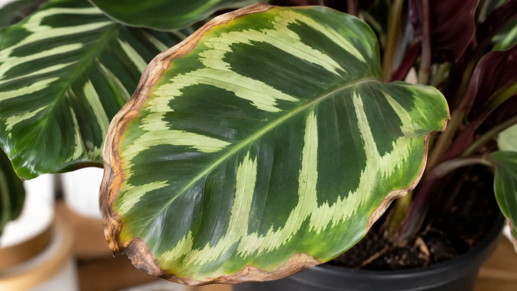 calathea and maranta