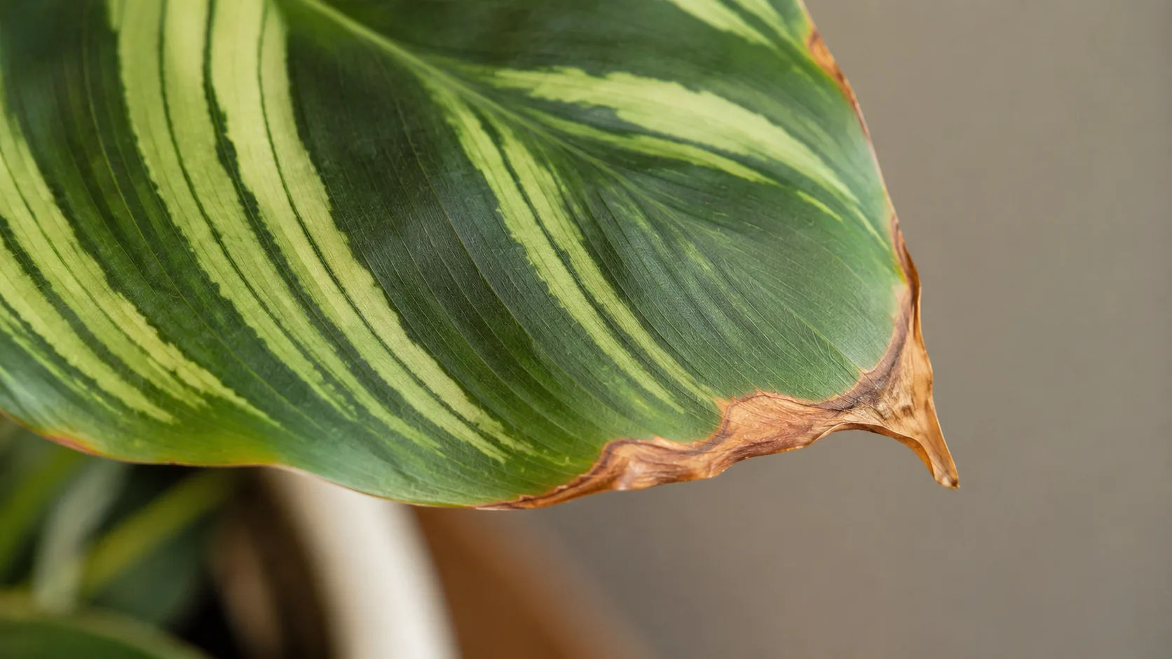calathea brown leaf tips