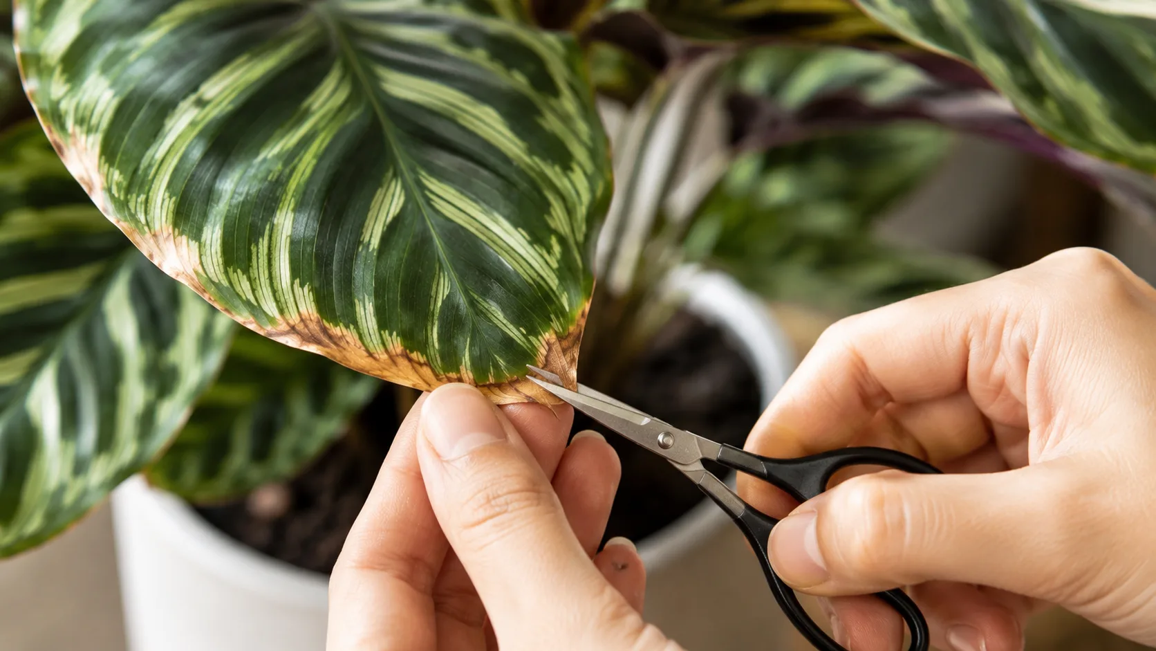 calathea brown leaf tips