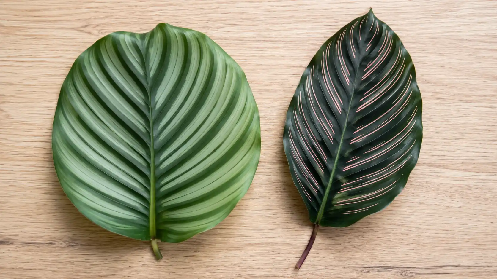 calathea brown leaf tips
