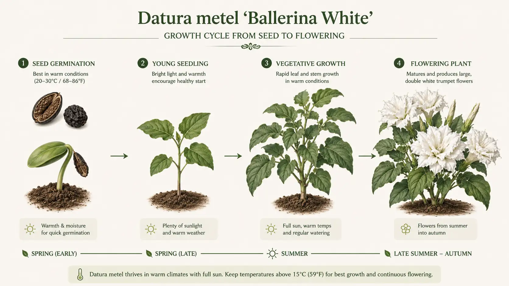 datura ballerina white