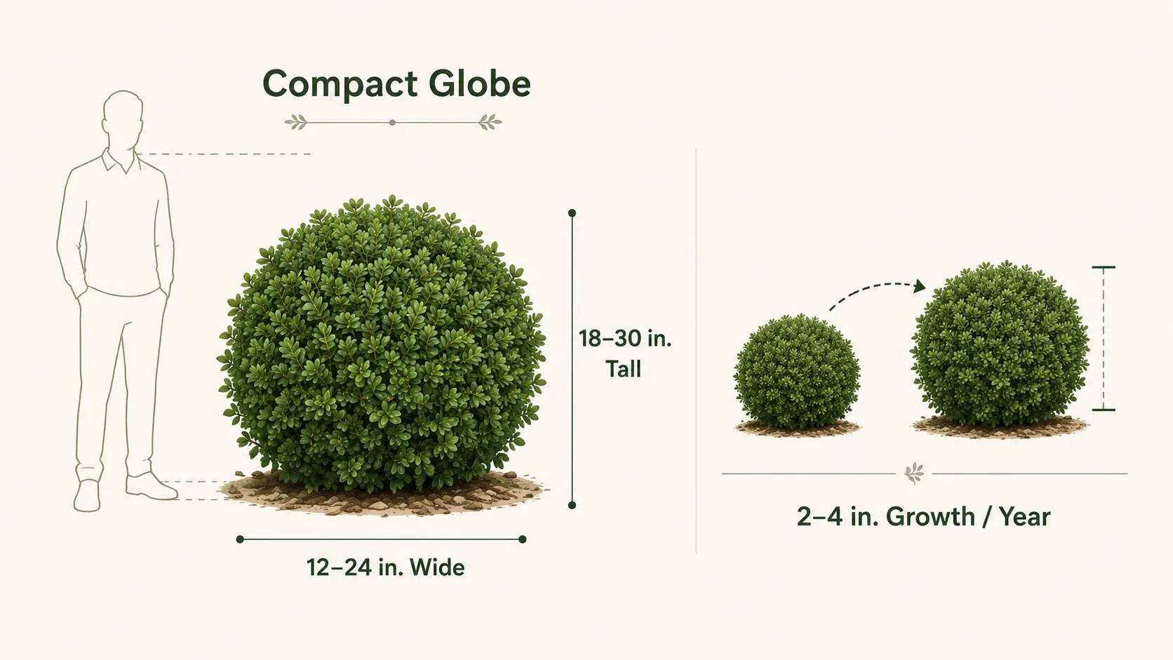 mont bruno boxwood
