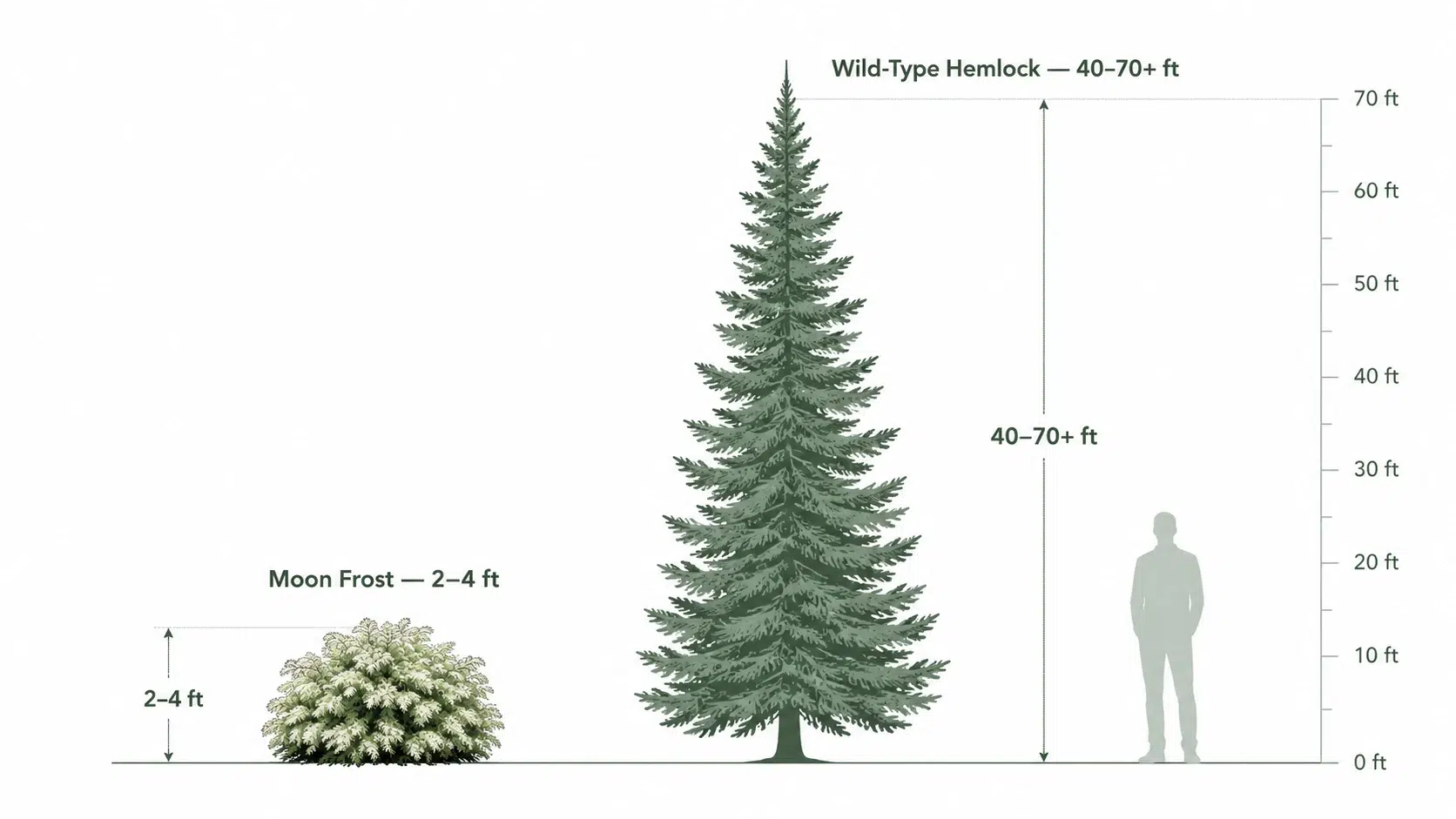 moon frost canadian hemlock