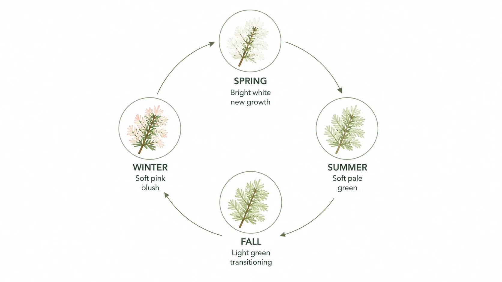 moon frost canadian hemlock