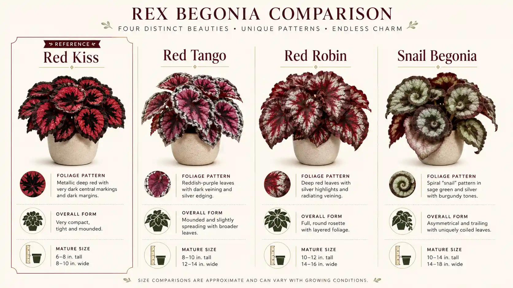 red kiss begonia