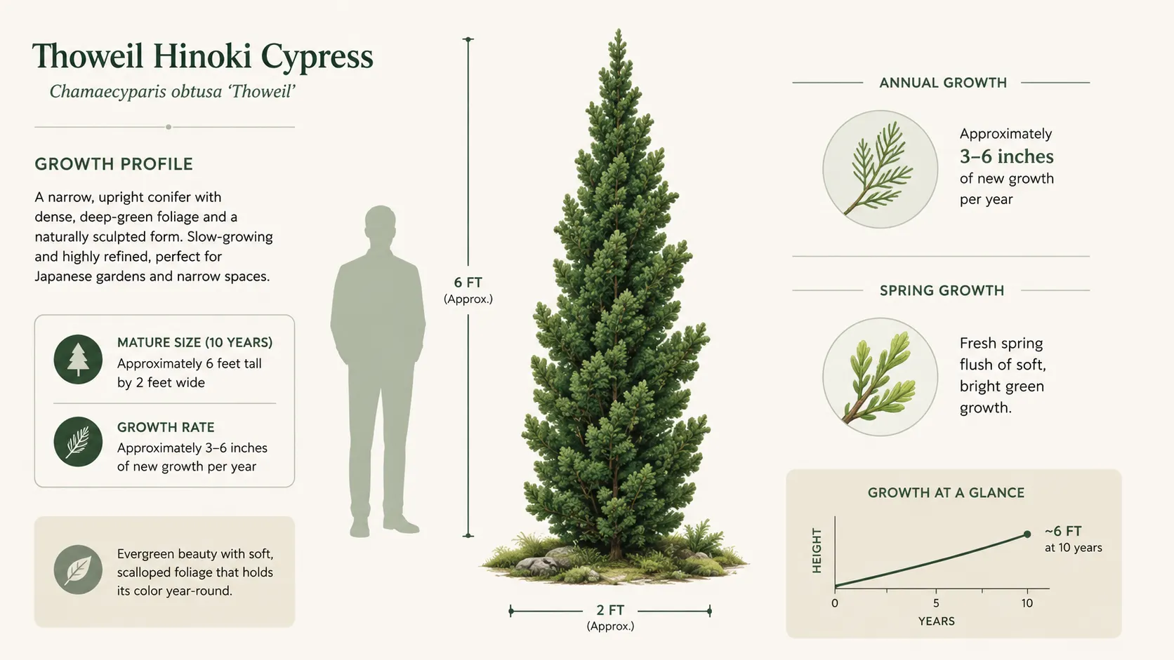 thoweil hinoki cypress