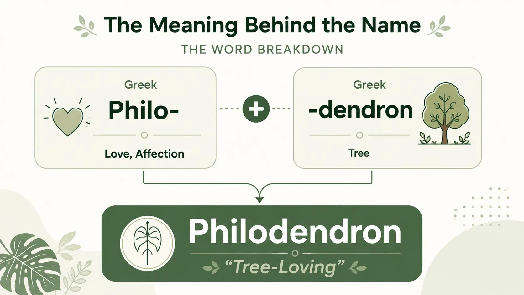 what is a philodendron
