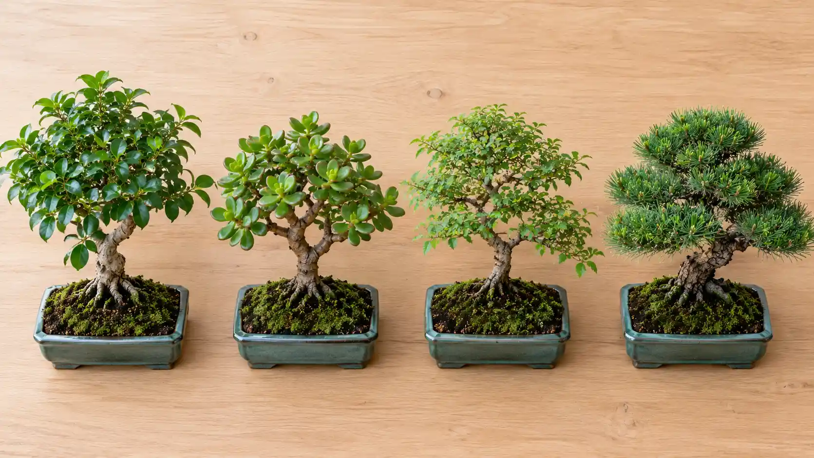 bonsai