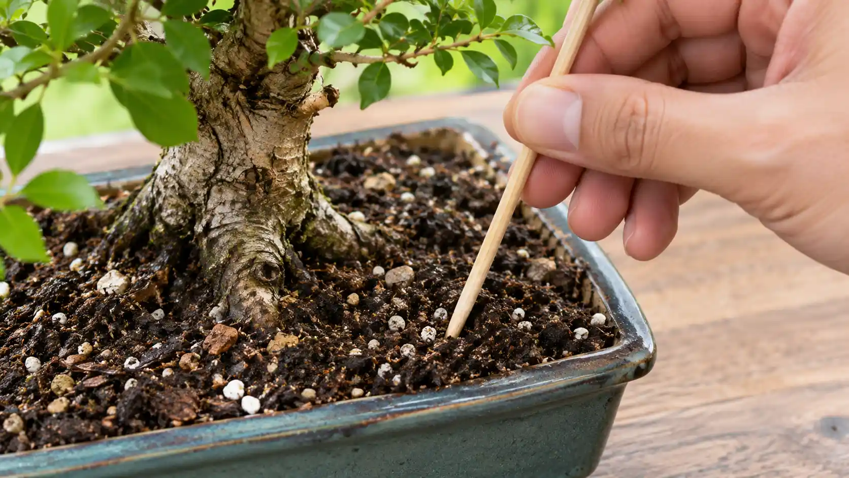 bonsai