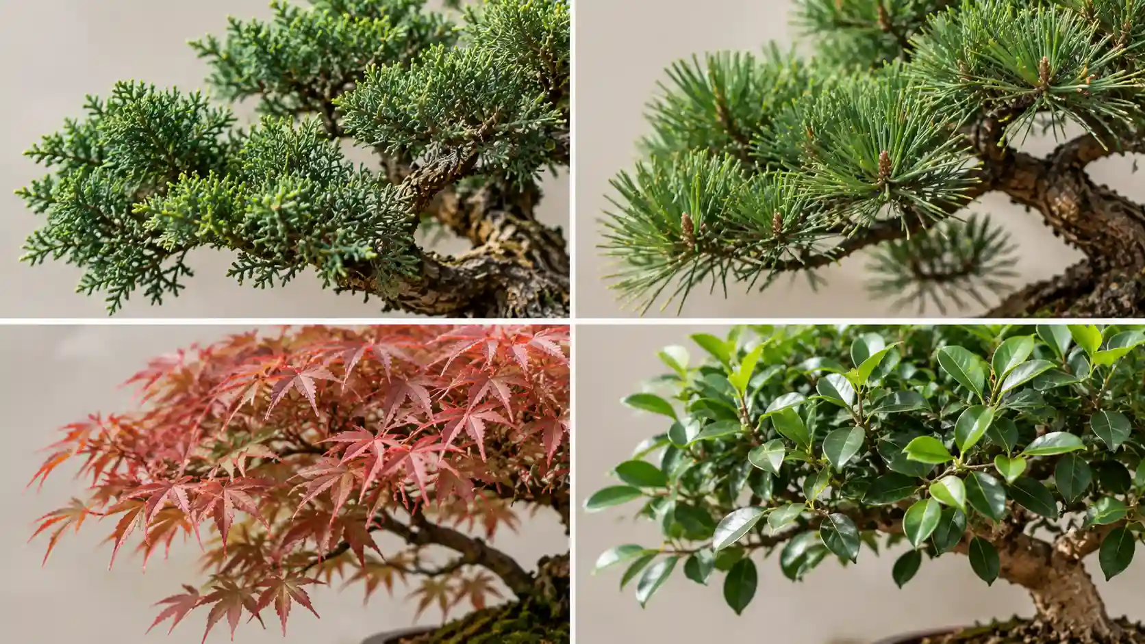 bonsai pruning guide