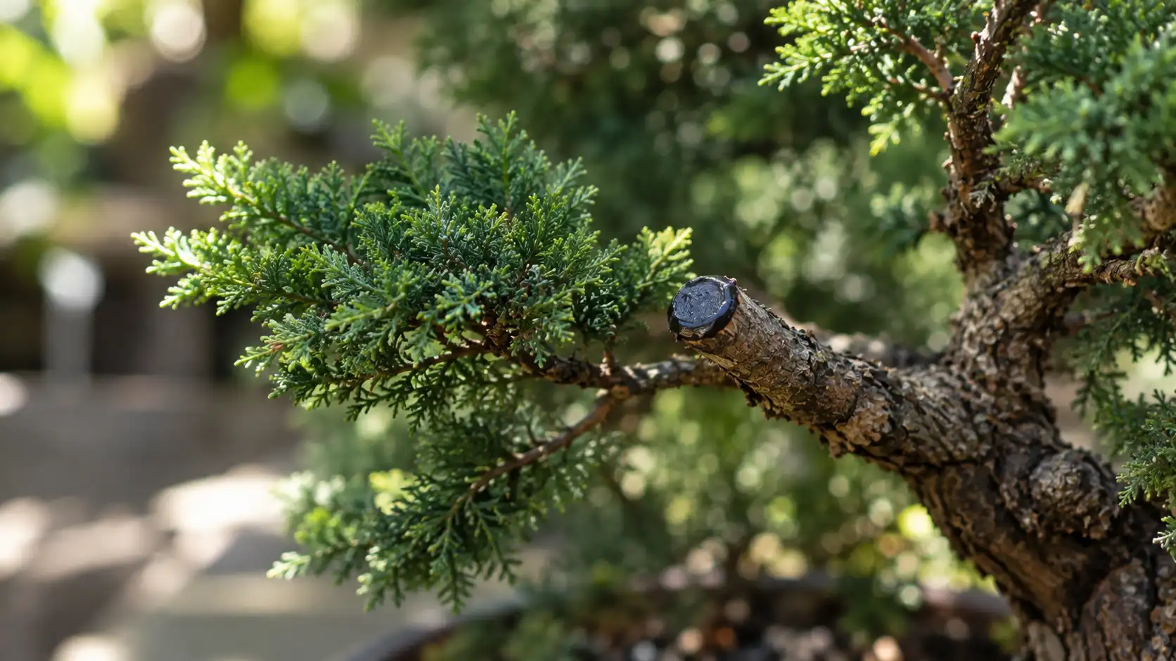 bonsai pruning guide