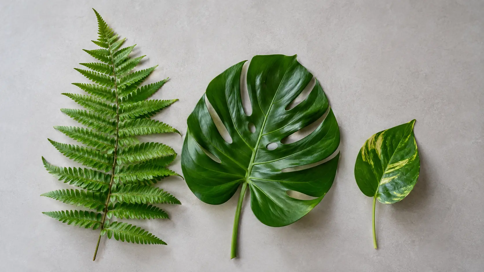 ferns and large foliage